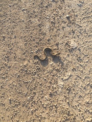 Heterodon nasicus