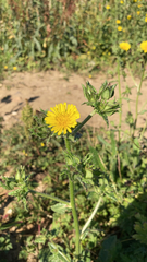 Helminthotheca echioides