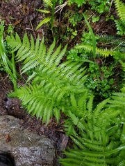 Oreopteris quelpartensis