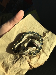 Heterodon nasicus