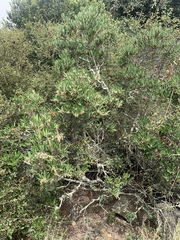 Comarostaphylis diversifolia diversifolia