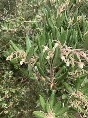 Comarostaphylis diversifolia diversifolia