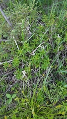 Rhododendron groenlandicum