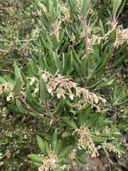 Comarostaphylis diversifolia diversifolia