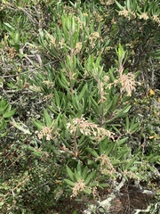 Comarostaphylis diversifolia diversifolia