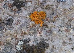 Teloschistes velifer