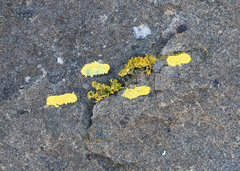 Teloschistes velifer