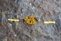 Teloschistes velifer