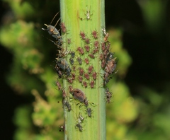 Uroleucon sonchi