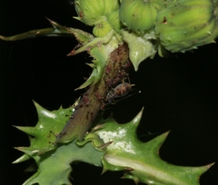 Uroleucon sonchi