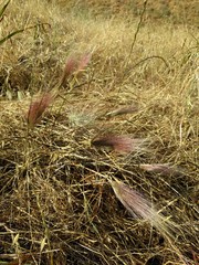 Elymus multisetus