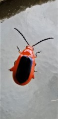 Disonycha discoidea discoidea