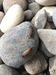 Porcellio spinicornis