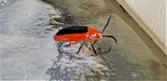 Disonycha discoidea discoidea