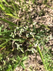 Mitreola