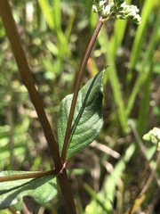 Mitreola