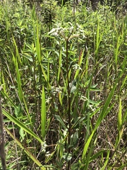 Mitreola
