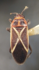 Ochrostomus