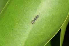 Myrmarachne inermichelis