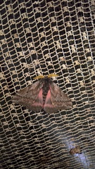 Coloradia vanschaycki