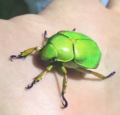 Chrysina adolphi