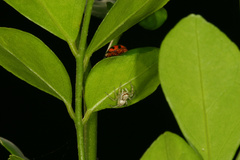 Phintelloides versicolor