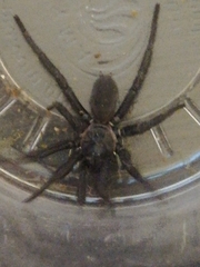Mygalomorphae