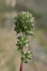 Acaena pinnatifida californica