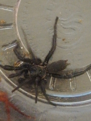 Mygalomorphae