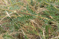 Acaena pinnatifida californica