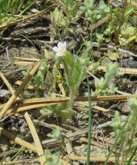 Erythranthe parishii