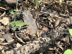 Pseudacris ornata