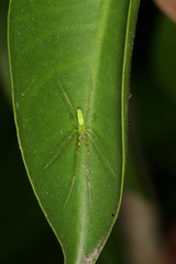 Tetragnatha squamata
