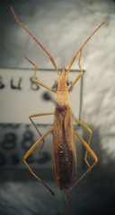 Protenor belfragei
