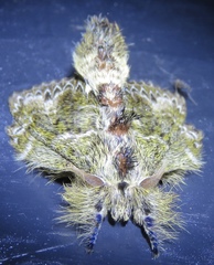 Euglyphis submarginalis