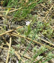 Erythranthe parishii