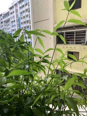 Clinacanthus nutans