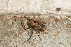 Pterolophia bigibbera