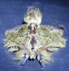 Euglyphis submarginalis