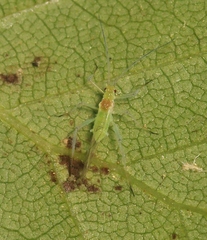 Euceraphis punctipennis