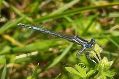 Platycnemis pennipes