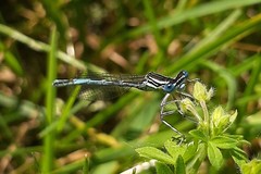 Platycnemis pennipes