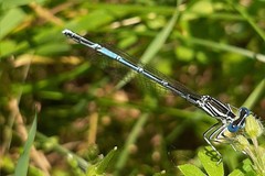 Platycnemis pennipes