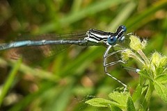Platycnemis pennipes