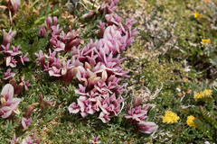 Trifolium nanum