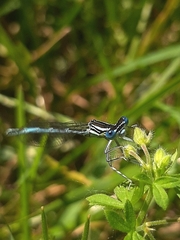 Platycnemis pennipes
