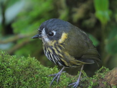 Grallaricula lineifrons