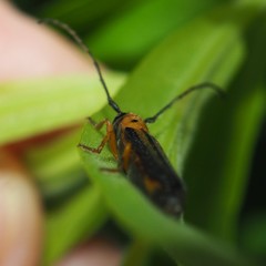 Oberea tripunctata