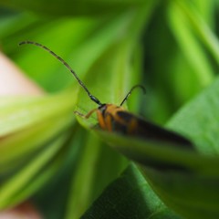 Oberea tripunctata