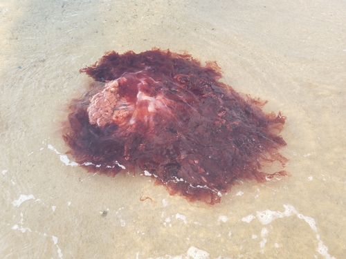 Lion's Mane Jellies photographed in Massachusetts